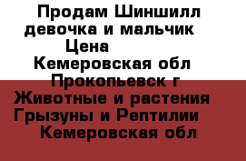 Продам Шиншилл(девочка и мальчик) › Цена ­ 2 500 - Кемеровская обл., Прокопьевск г. Животные и растения » Грызуны и Рептилии   . Кемеровская обл.